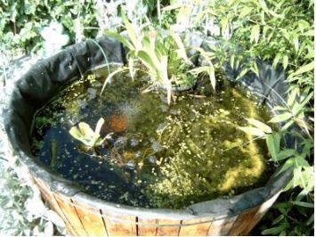 Miniature pond
