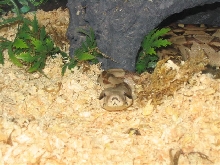 norbert layin low