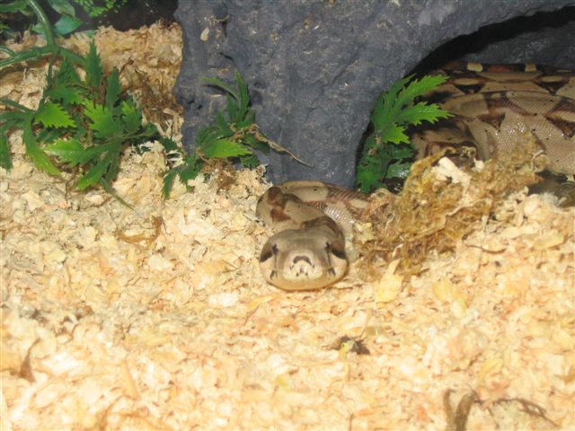 norbert layin low