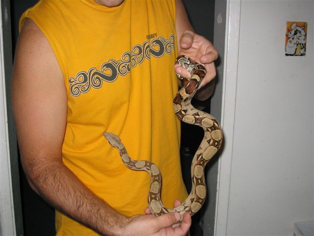 norbert the redtail