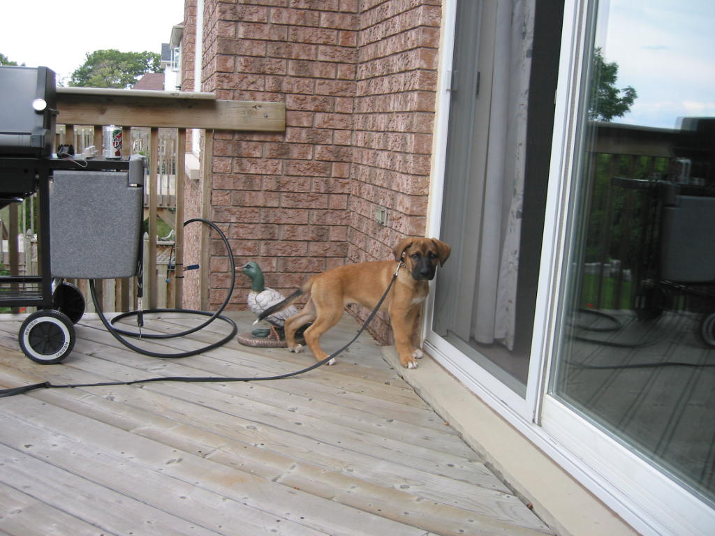 Cassius