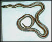 Bagdad Rosy female