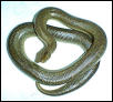 Unicolor adult Female