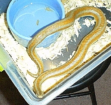 CornSprings female