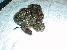 Leonard 5-14-03  a