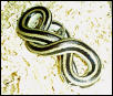 Triv female yearling