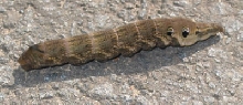 Caterpillar