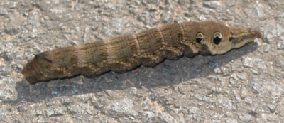 Caterpillar