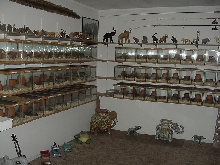 rosy boa room