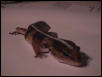 African Fat Tailed Female 2