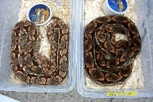 02' Dumerils Boas