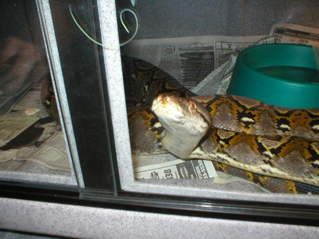 retic