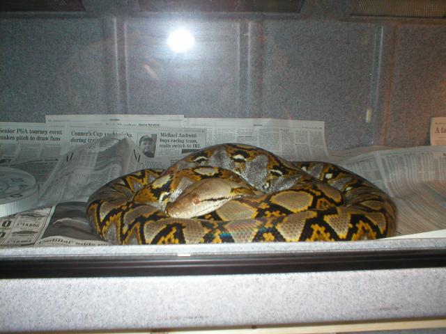 male yellowhead