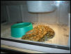 retic