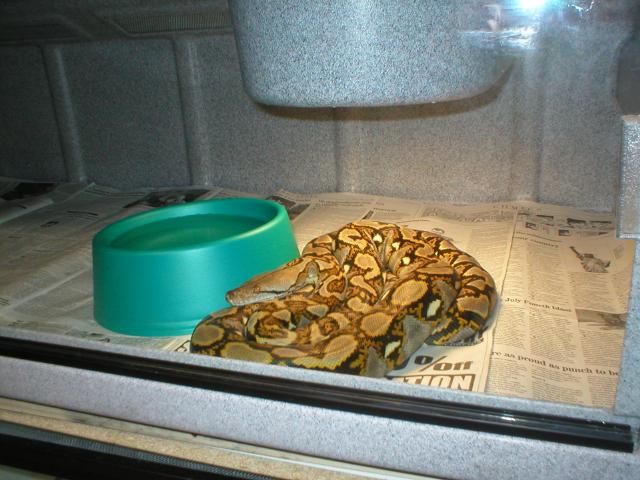 retic