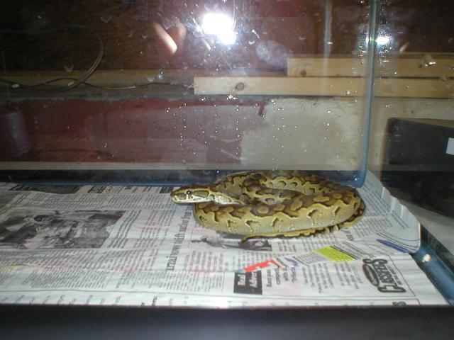 rock python