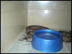 female jampea
