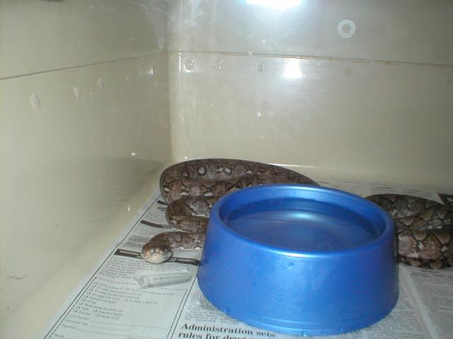 female jampea