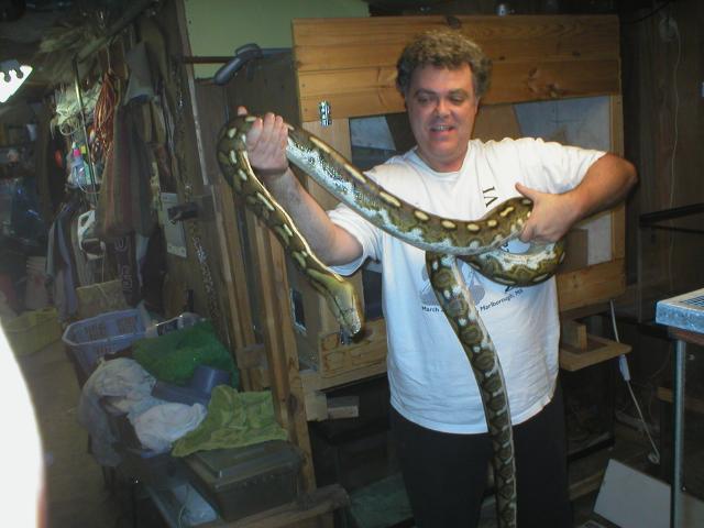 dwarf  retic