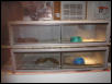 retics