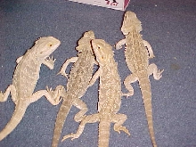 my beardies