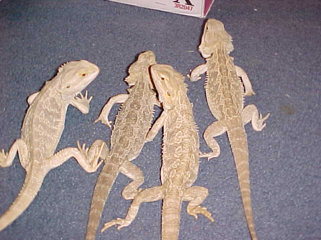 my beardies