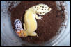 Super hypo