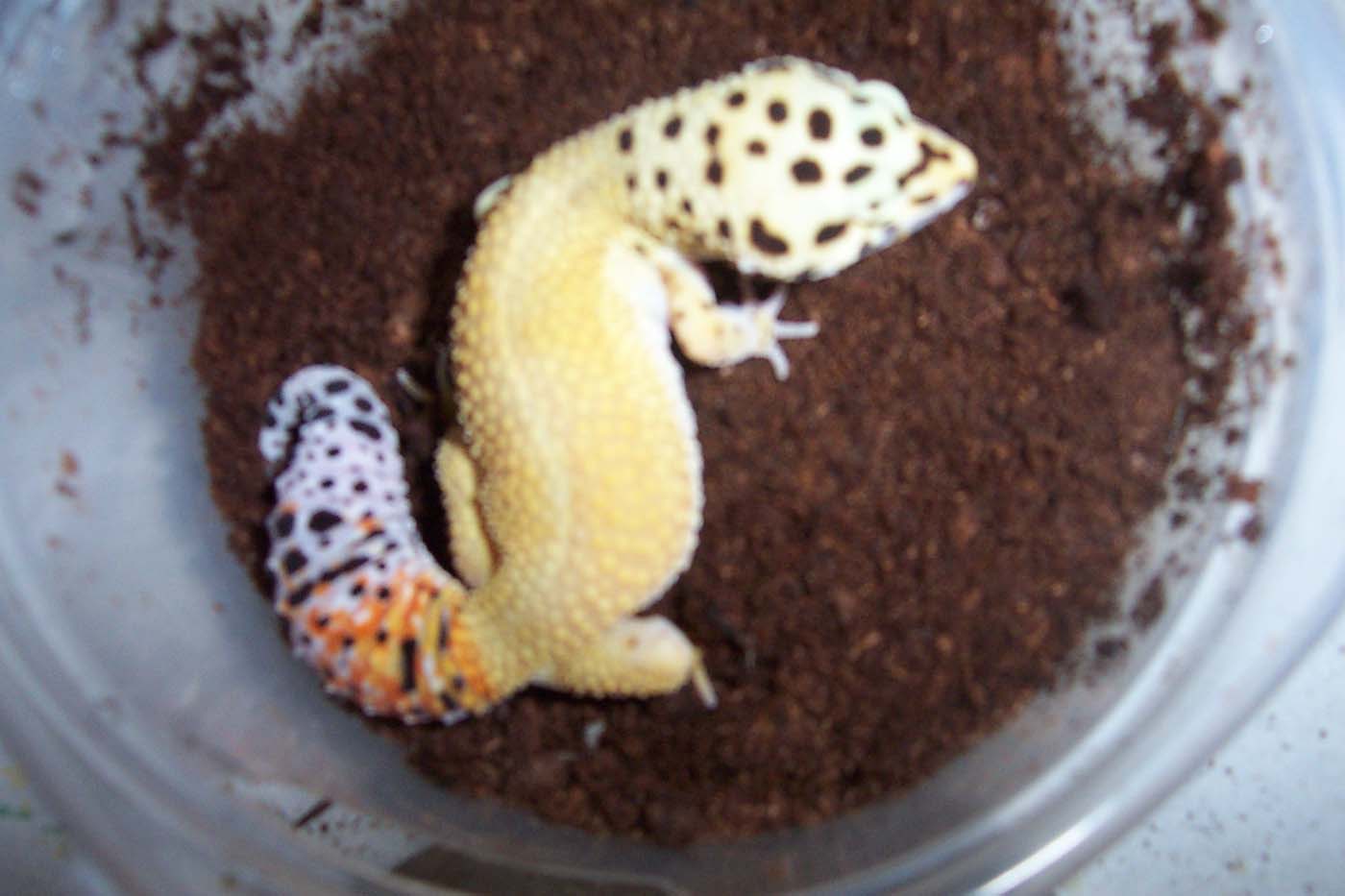 Super hypo