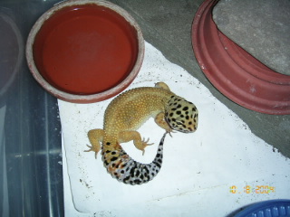 Female 1 for sale