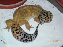 Female 1 for sale 2nd pic