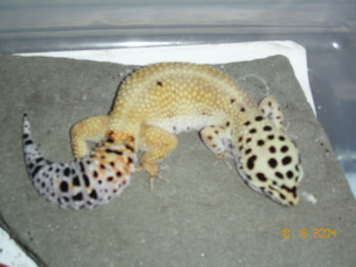female 2 for sale