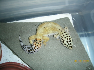 female 2 for sale 2nd pic
