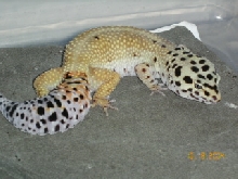 female 2 for sale 3rd pic