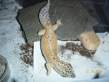 Male for sale