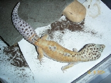 Male for sale 2nd pic