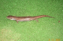 My Alligator Liz