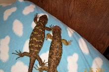Happy couple1