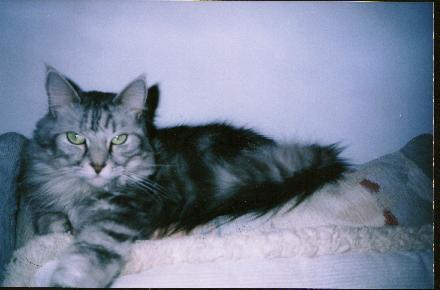 Regal Topper