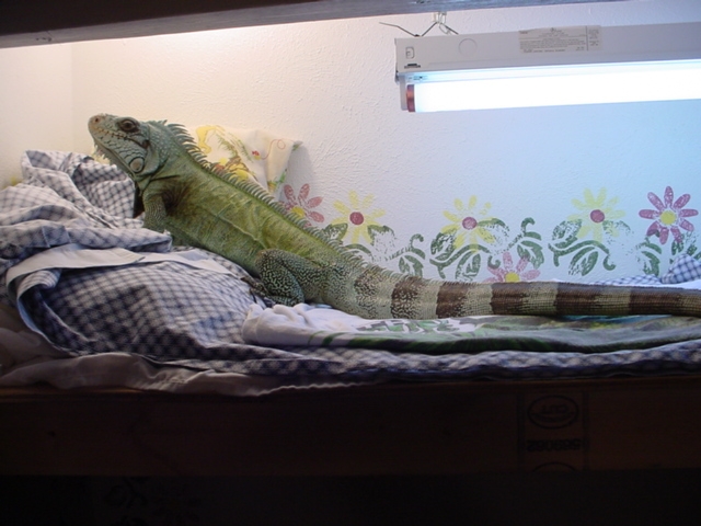 Daisy in her cage