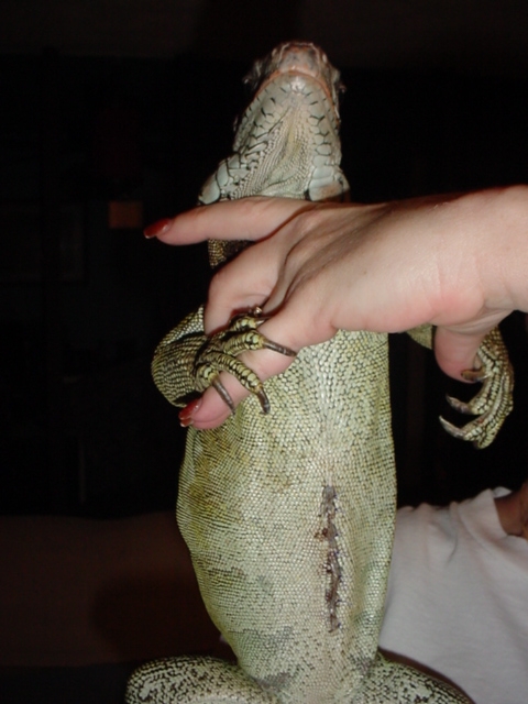 Incision from Spay