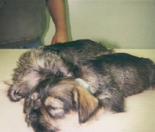 another of daisy and lucy