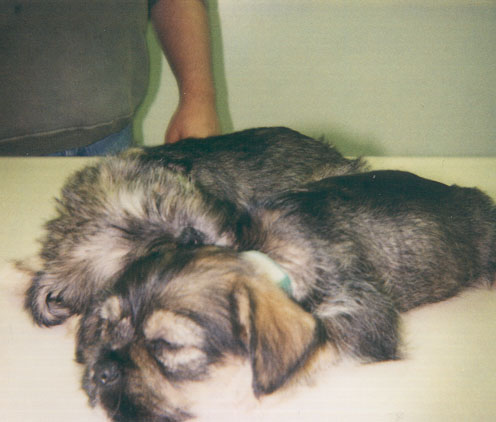 another of daisy and lucy