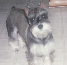 Mandi Mae (1/4/93-12/14/03)