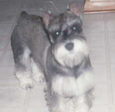 Mandi Mae (1/4/93-12/14/03)