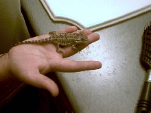 velcro again