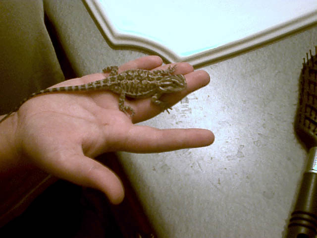 velcro again