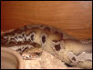 Borneo Short Tailed Female