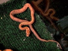 Weird patterned cornsnake