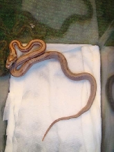 Dexter stretched out