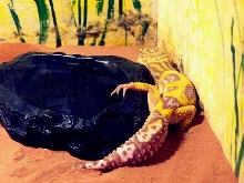 Norm!